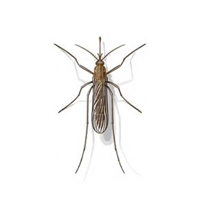 Mosquito information and control - Active Pest Control