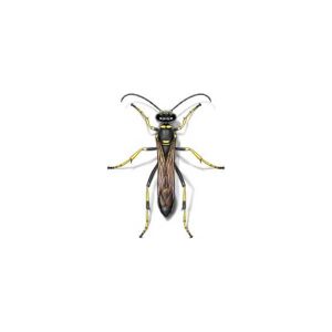 Mud dauber information and control  - Active Pest Control