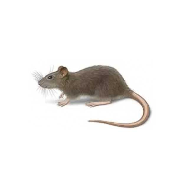 Norway rat information and control - Active Pest Control