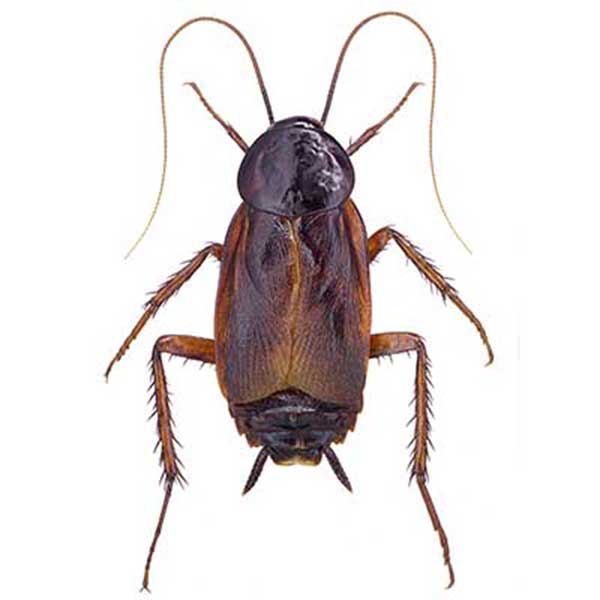 Oriental cockroach information - Active Pest Control