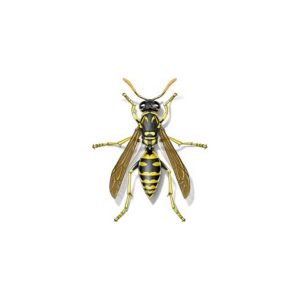 Paper wasp information and control - Active Pest Control