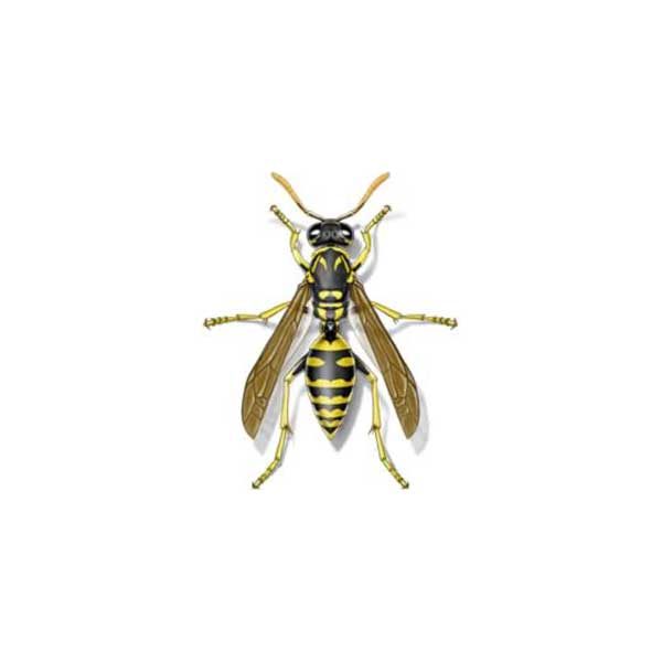 Paper wasp information and control - Active Pest Control