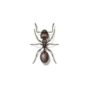 Pavement ant information and control - Active Pest Control