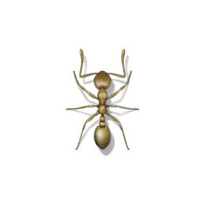 Pharaoh ant information and control - Active Pest Control