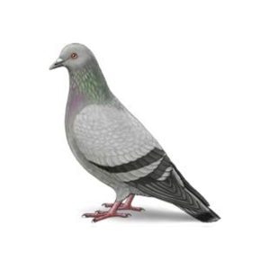Pigeon information and control - Active Pest Control