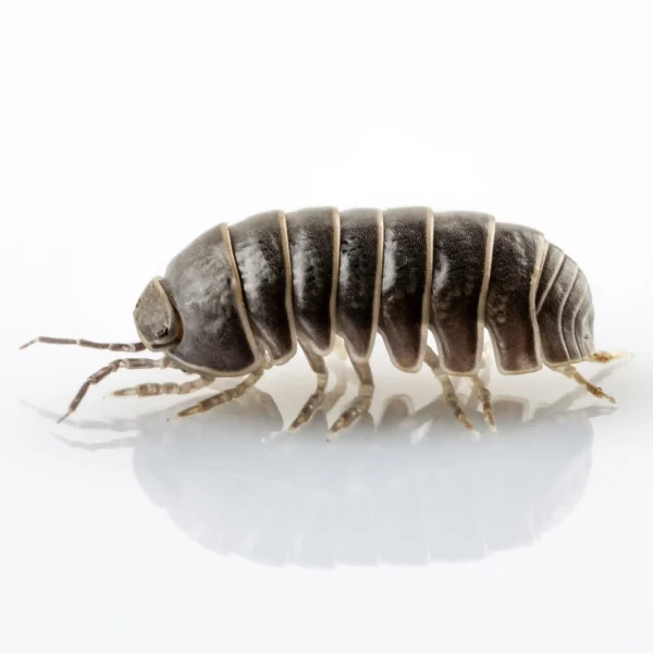 Pillbug - Active Pest Control