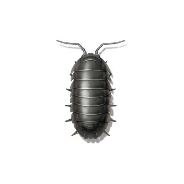 Pillbug information and control - Active Pest Control