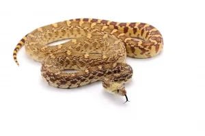 Pine Snake - Active Pest Control