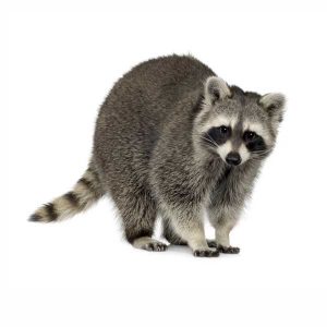 Raccoon information and control - Active Pest Control