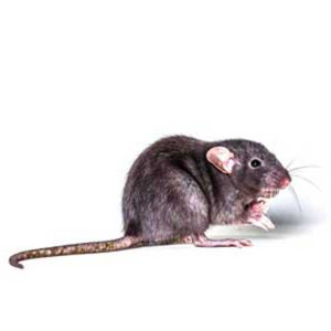 Roof rats - Active Pest Control