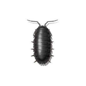 Sowbug information and control - Active Pest Control