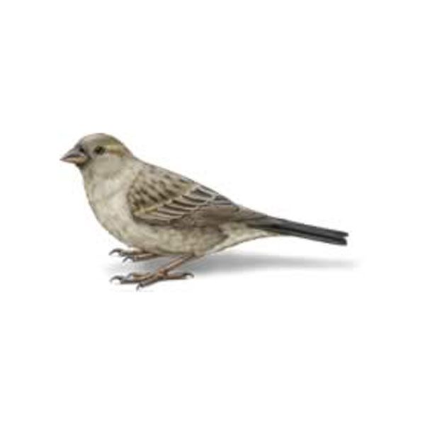 Sparrow information and control - Active Pest Control
