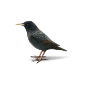 Starling identification and information - Active Pest Control