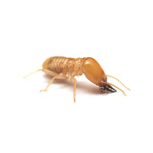 Subterranean termite information and control - Active Pest Control