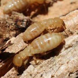 When to call a termite exterminator - Expert termite control in Georgia by Active Pest Control