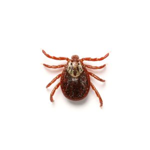 American dog tick information and control  - Active Pest Control