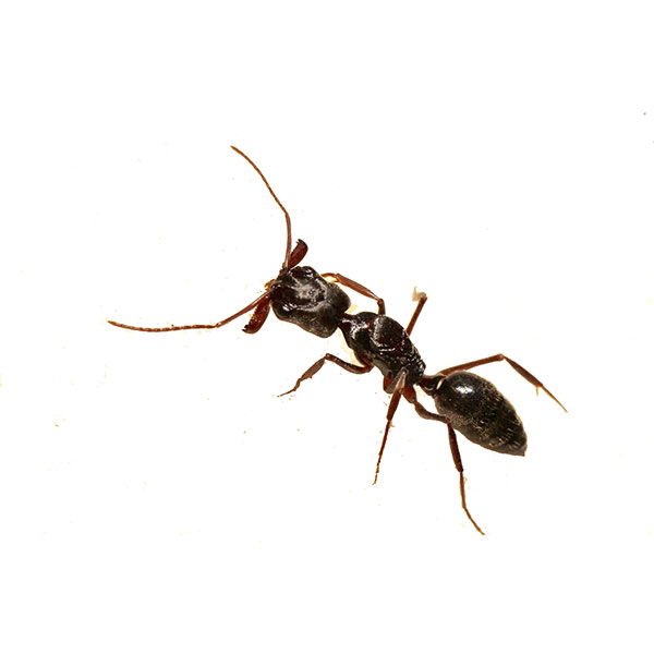 Trap jaw ant control and removal - Active Pest Control