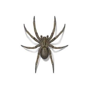 Wolf spider information and control - Active Pest Control