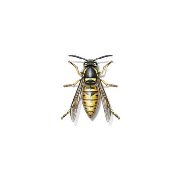 Yellow jacket information and control  - Active Pest Control