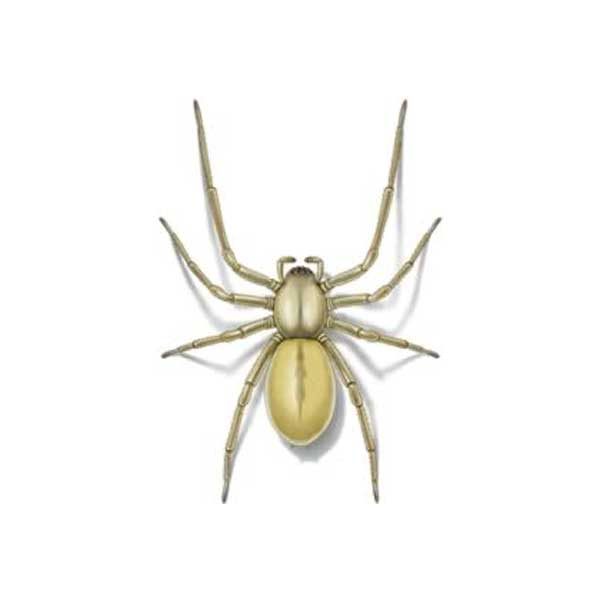 Sac spider information and control - Active Pest Control