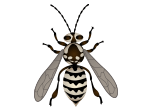 Bee wasp and hornet extermination control and removal by Active Pest Control in Georgia and Tennessee