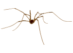 Spider Extermination control and removal by Active Pest Control in Georgia and Tennessee