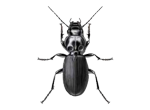 Beetle Extermination control and removal by Active Pest Control in Georgia and Tennessee