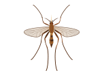 Mosquito Extermination control and removal by Active Pest Control in Georgia and Tennessee