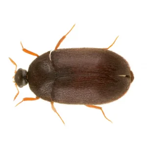 Black carpet beetle identification - Active Pest Control
