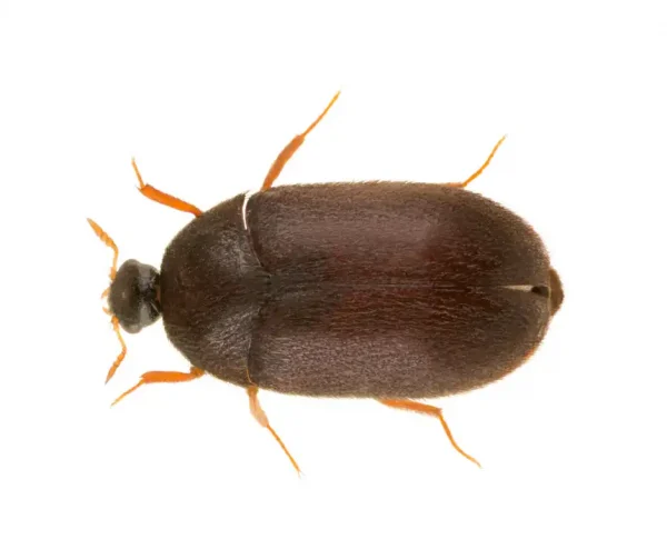 Black carpet beetle identification - Active Pest Control