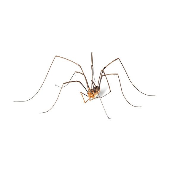 Harvestman spider control and removal - Active Pest Control