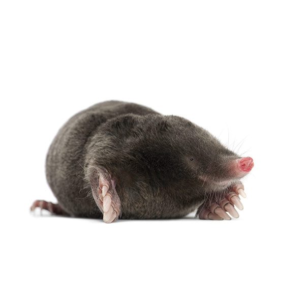 Mole trapping and removal - Active Pest Control