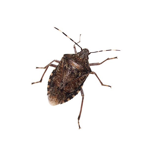 stink-bug-identification-habits-behavior-active-pest-control