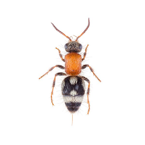 Velvet ant control and prevention - Active Pest Control