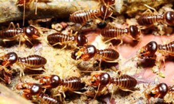 Termite treatments all have different life spans - Active Pest Control