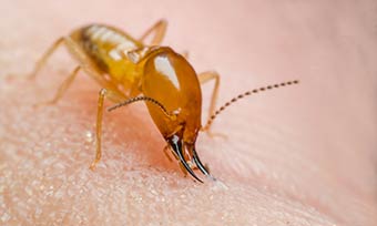 Learn if termites can hurt people from Active Pest Control in Georgia and Tennessee