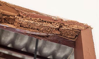 Learn how much damage termites can cause from Active Pest Control in Georgia and Tennessee