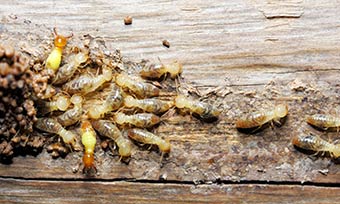 Learn how termites spread - Active Pest Control