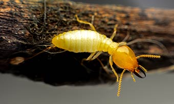 Learn how to identify termites - Active Pest Control