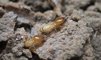Learn about the termite life cycle - Active Pest Control