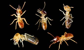 Learn what termites are in your area - Active Pest Control