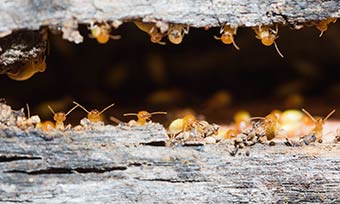Learn where termites live from Active Pest Control in Georgia and Tennessee