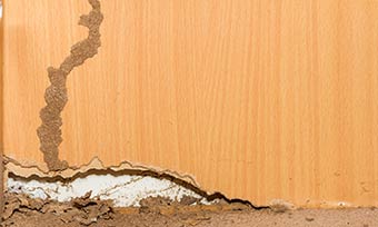 Learn where termite damage starts - Active Pest Control