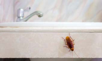 Termite treatment often kills other bugs in the home.  - Active Pest Control