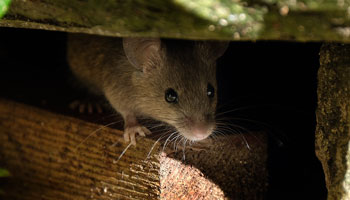 How to prevent rodents in the fall in Atlanta GA - Active Pest Control