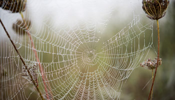 Get rid of spiders - How to stop autumn spiders