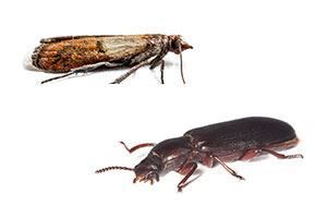 Indian meal moths and confused flour beetle prevention in Atlanta GA - Active Pest Control