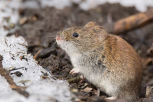 A rodent is one of the many types of winter pests that may invade your GA home in the winter months - Active Pest Control