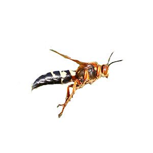 Cicada killer wasp information - Active Pest Control