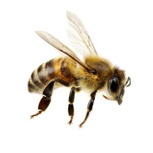Honey Bee identification - Active Pest Control